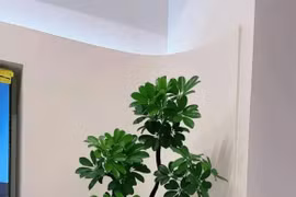 Ba loại "cây giàu có - hạnh phúc" đắt tiền cũng nên trồng trong nhà 