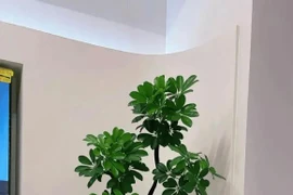 Ba loại "cây giàu có - hạnh phúc" đắt tiền cũng nên trồng trong nhà 