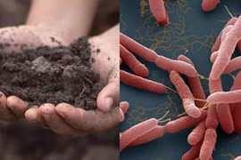 Xuất hiện ổ vi khuẩn 'ăn thịt người' Whitmore ở Sóc Sơn