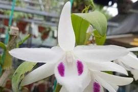 Ôm mộng làm giàu, vay nặng lãi gần 10 tỷ đồng mua phải lan đột biến giả