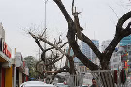 7 cây sưa đỏ ở HN chết: Cty Thành Công Xanh có phải đền tiền tỷ?