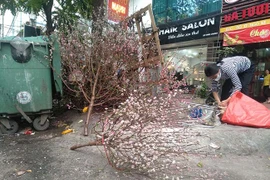 Sau Tết, công nhân vã mồ hôi dọn đào, quất bị vứt đầy đường