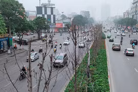 Hàng phong lá đỏ khô héo, xác xơ trên đường Trần Duy Hưng - Hà Nội
