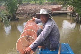 Ngày Tết, cua biển ngon nhất miền Tây giá 1 triệu đồng/kg