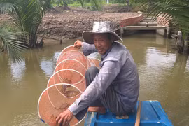 Ngày Tết, cua biển ngon nhất miền Tây giá 1 triệu đồng/kg