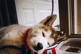 Hé lộ sự thật từ đáng yêu tới... đáng sợ ít ai biết đến về chó sói