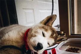 Hé lộ sự thật từ đáng yêu tới... đáng sợ ít ai biết đến về chó sói