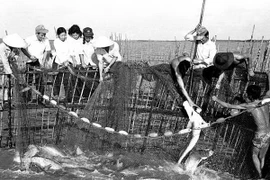 Những chuyện kỳ thú về ngày hội cá đường