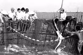 Những chuyện kỳ thú về ngày hội cá đường