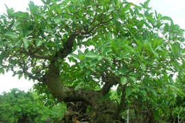 4 loại cây ăn quả thích hợp trồng ở ban công