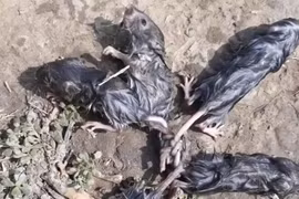 Người nông dân phát hiện 5 con chuột vặn vẹo trong tư thế kỳ quái