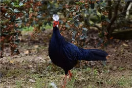 Phê duyệt dự án “Tìm kiếm Gà lôi lam mào trắng trong tự nhiên”