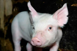 Giá heo hơi hôm nay 25/12: Tiếp tục tăng trên cả 3 miền