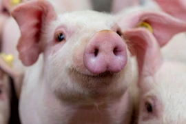 Giá heo hơi hôm nay: Biến động 1.000 - 2.000 đồng/kg