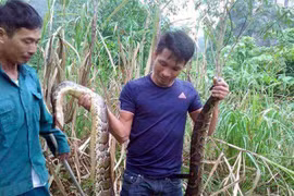 Vì sao không thể xử lý vụ bắt trăn quý hiếm...nấu cao?