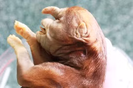 Kỳ lạ chó đẻ ra "voi" ngâm rượu 17 năm không rã