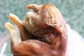 Kỳ lạ chó đẻ ra "voi" ngâm rượu 17 năm không rã