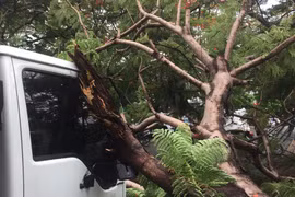 Cây phượng bật gốc đè xe tải ở Sài Gòn, nhiều người thoát chết