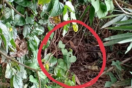 Hiện trường vụ việc. Ảnh: N.N 