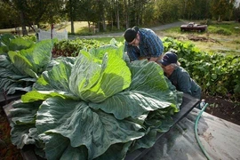 Độc lạ hội chợ rau củ quả khổng lồ tại Alaska