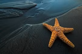 Nguyên nhân nào của Trái đất khiến Sao Biển có thể tuyệt chủng?