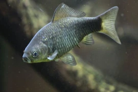 Sinh vật tự tạo bản sao xâm chiếm châu Âu, chuyên gia kinh ngạc