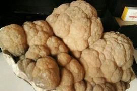 Nhặt “cây súp lơ” trong hang, sướng rơn khi biết giá trị thật 