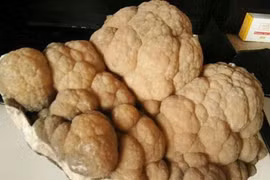 Nhặt “cây súp lơ” trong hang, sướng rơn khi biết giá trị thật 