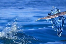 Loài cá ở Quảng Nam biết bay trên mặt nước