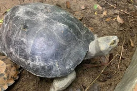 Cá thể rùa Răng được VQG Hà Tĩnh tiếp nhận quý hiếm cỡ nào?