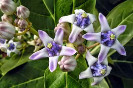 Những loài cây có độc nguy hiểm dễ gặp khi đi du lịch