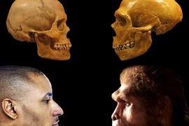 Cực nóng: Bộ não của con người tự thu nhỏ lại 3.000 năm trước