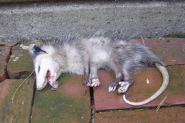 Rùng mình quái chiêu tự vệ đáng sợ nhất thế giới động vật