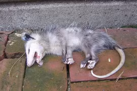 Rùng mình quái chiêu tự vệ đáng sợ nhất thế giới động vật