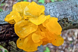 Kim cương đen, răng gấu và những loại nấm ngon bổ không tưởng