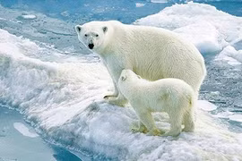 Những điểm để phân biện giữa Nam Cực và Bắc Cực ít người biết