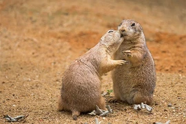 Loài cầy có thói quen “ôm hôn thắm thiết” giống hệt con người