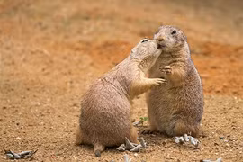 Loài cầy có thói quen “ôm hôn thắm thiết” giống hệt con người