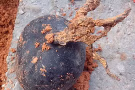 Ông lão may mắn thu hoạch được 'vàng đen' trên núi 