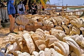 Vỏ sò tai tượng Philippines đặc biệt sao giá triệu USD?