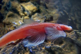 Cá vượt thác, cá chiêm tinh và những loài kỳ quái nhất hành tinh