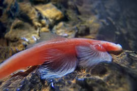 Cá vượt thác, cá chiêm tinh và những loài kỳ quái nhất hành tinh