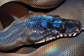 Loài rắn kỳ lạ có vảy lấp lánh như cầu vồng ở Việt Nam