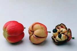 Mất mạng như chơi với quả Ackee đặc sản của người Jamaica