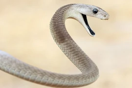 Top 10 loài rắn nguy hiểm nhất thế giới 