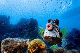 Cá môi dày lọt top ảnh động vật hài hước năm 2021