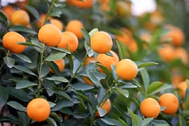 "Bỏ túi" mấy cách sau để chơi quất đẹp trong dịp Tết Nguyên đán