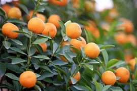 "Bỏ túi" mấy cách sau để chơi quất đẹp trong dịp Tết Nguyên đán