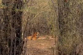 Video: “Chúa sơn lâm” rượt đuổi, tung đòn hạ gục gấu lợn