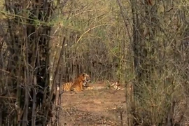 Video: “Chúa sơn lâm” rượt đuổi, tung đòn hạ gục gấu lợn